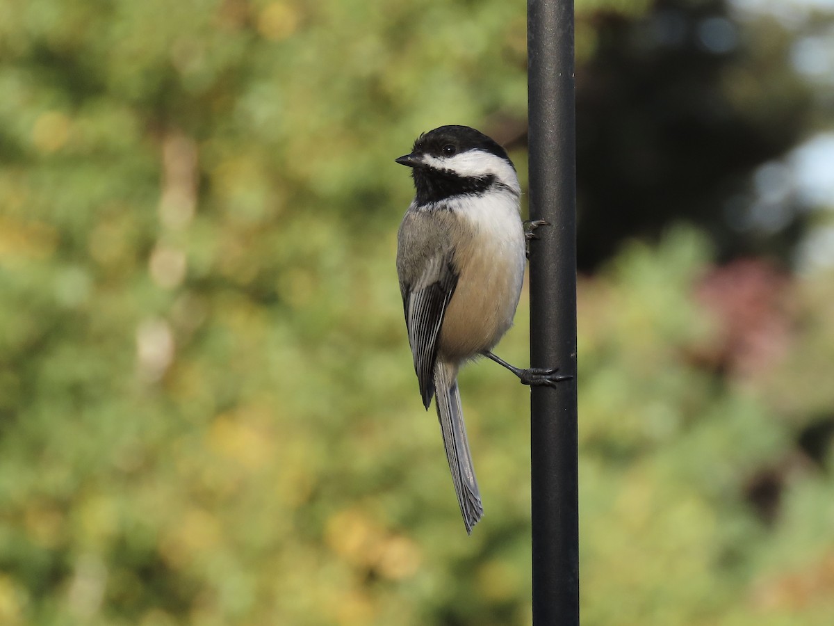 Mésange à tête noire - ML642398911