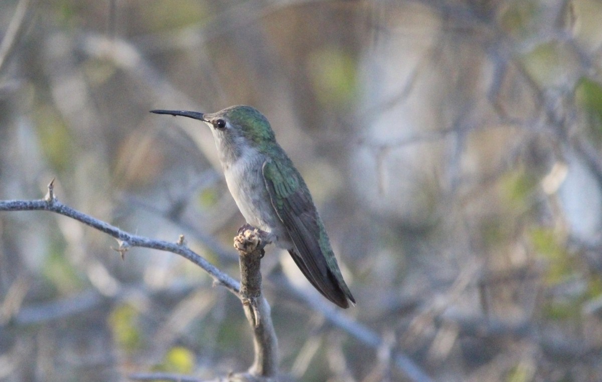 Colibrí de Costa - ML642398977