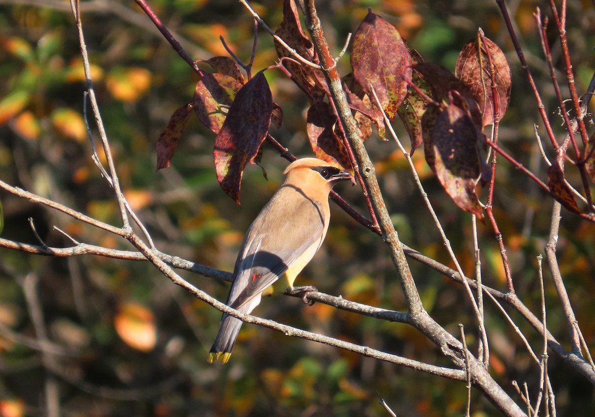 Cedar Waxwing - ML642398996