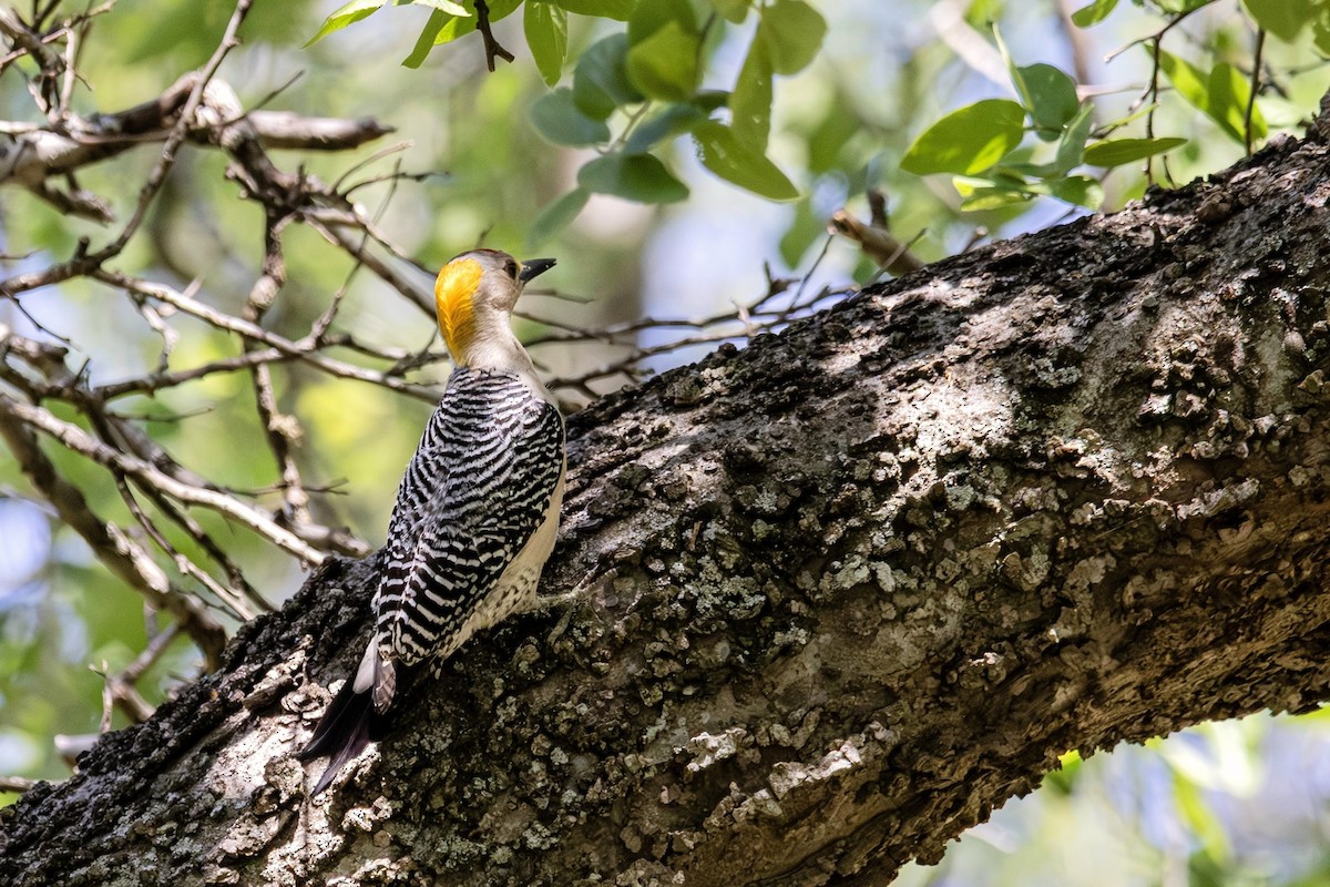 Golden-fronted Woodpecker - ML642398999