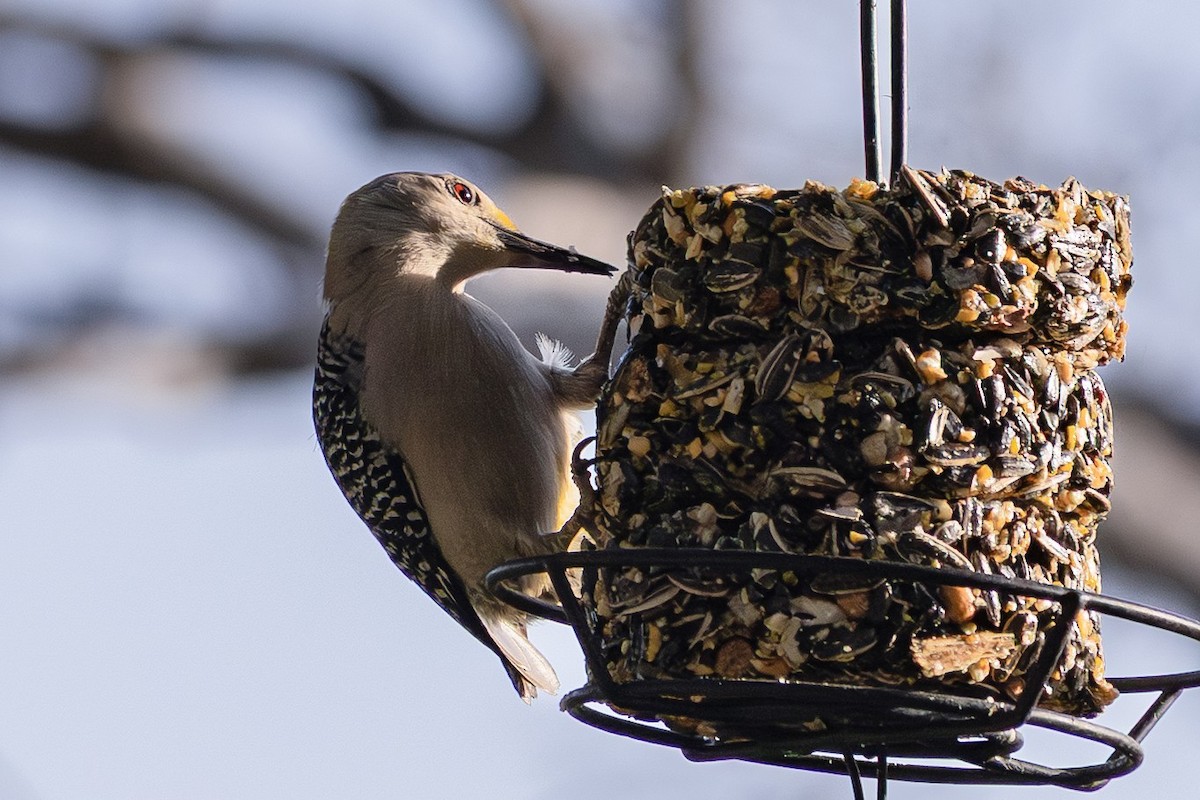 Golden-fronted Woodpecker - ML642399000
