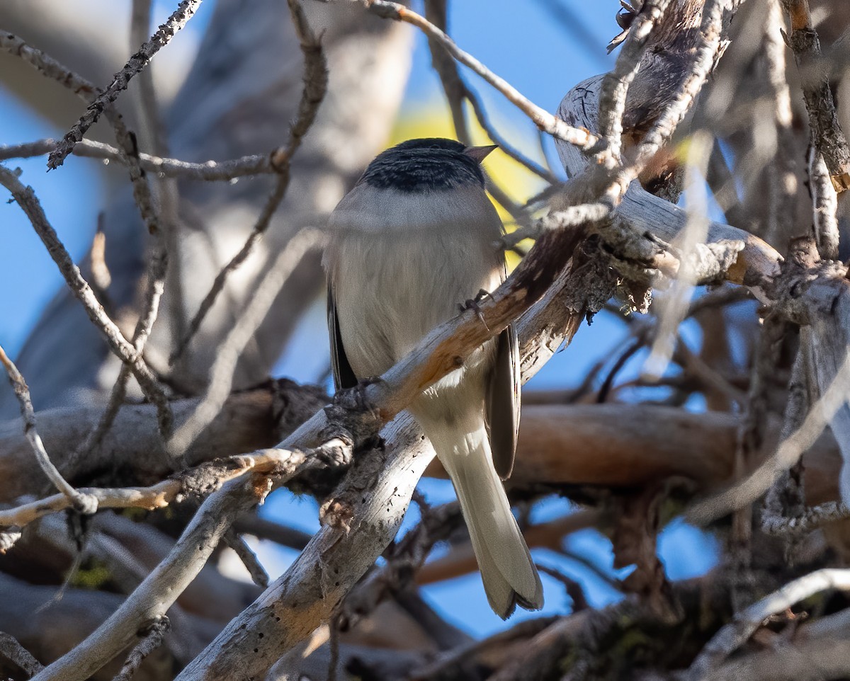 Dark-eyed Junco (cismontanus) - ML642399029