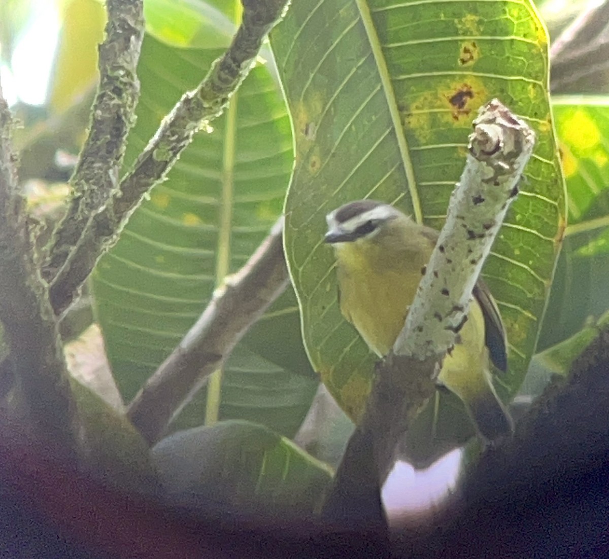 Kahverengi Tepeli Tiranulet - ML642399043