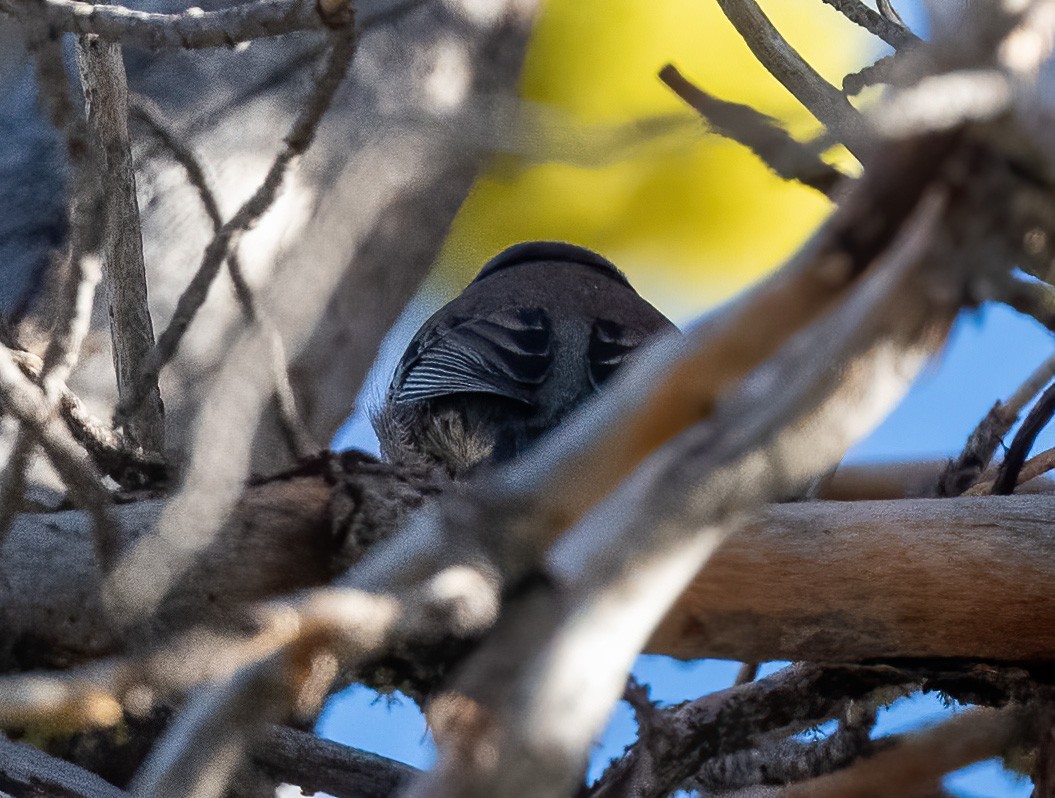 Dark-eyed Junco (cismontanus) - ML642399048