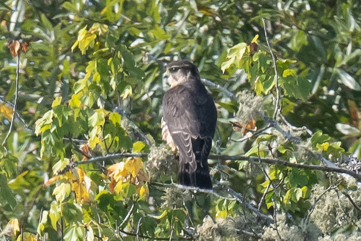 Boz Doğan (columbarius) - ML642399053