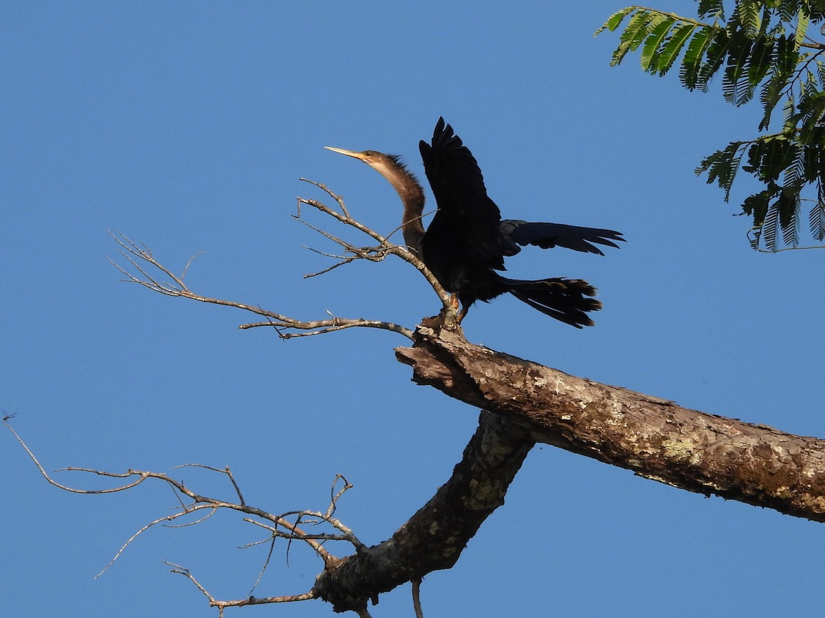 Anhinga - ML642399074