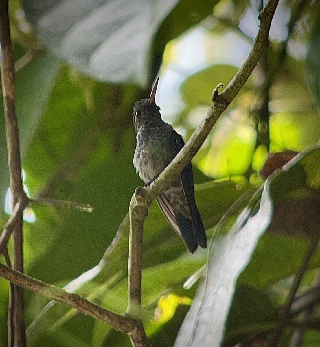 blåbrystkolibri - ML642399113