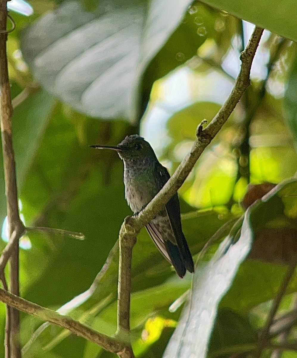 blåbrystkolibri - ML642399114
