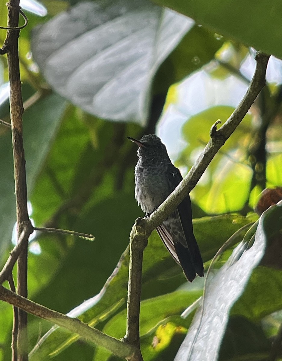blåbrystkolibri - ML642399115
