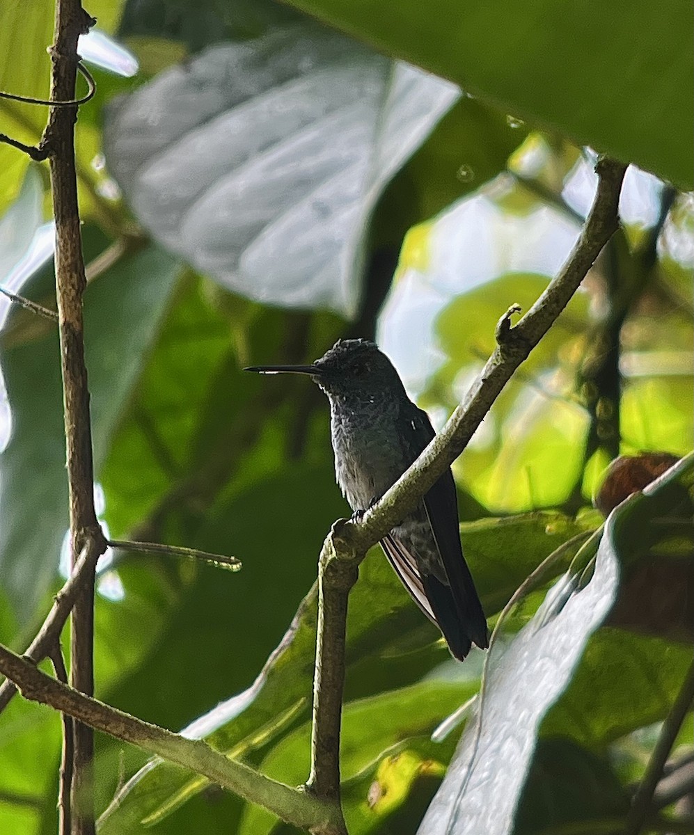 blåbrystkolibri - ML642399116