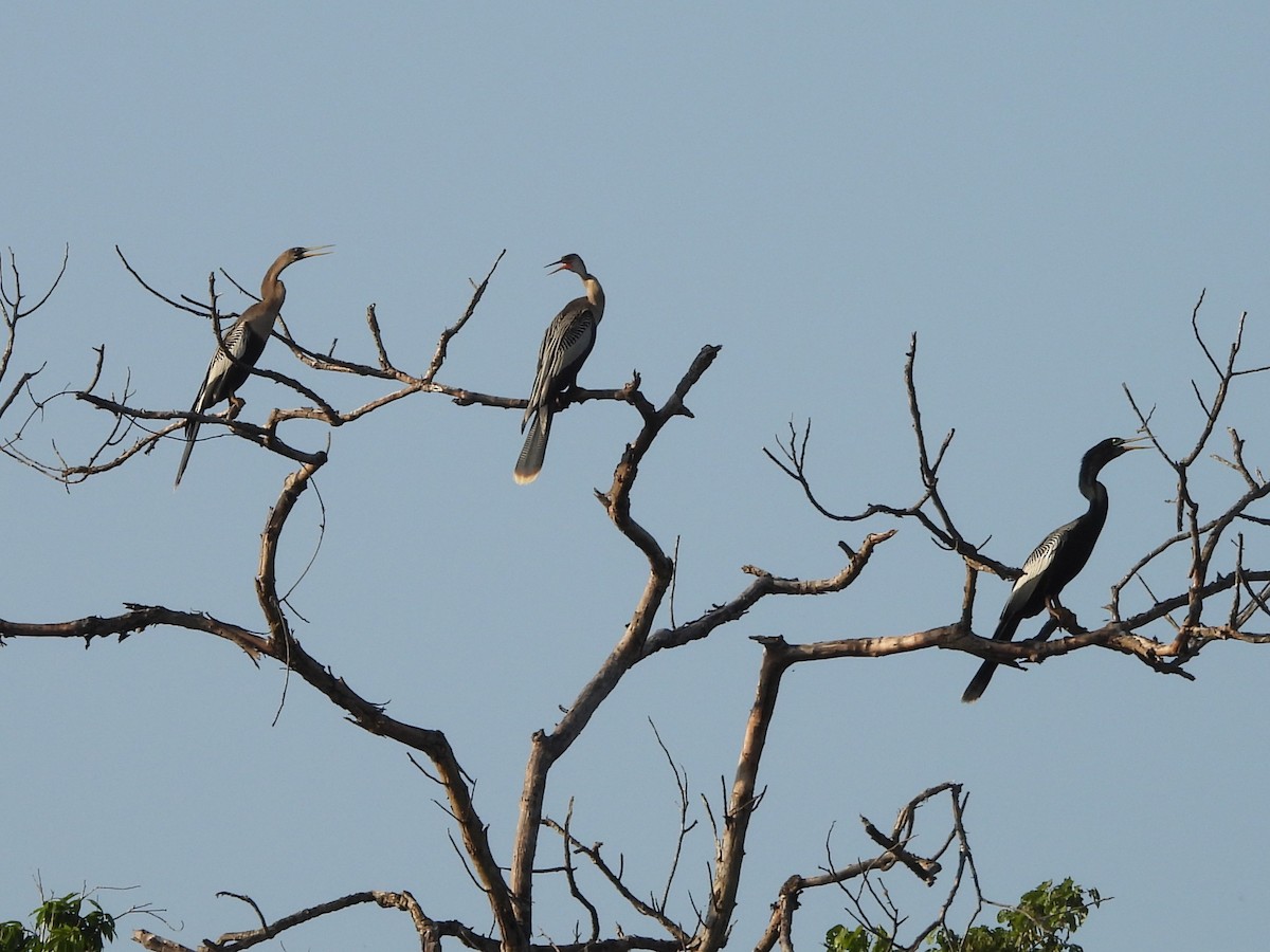 Anhinga - ML642399122