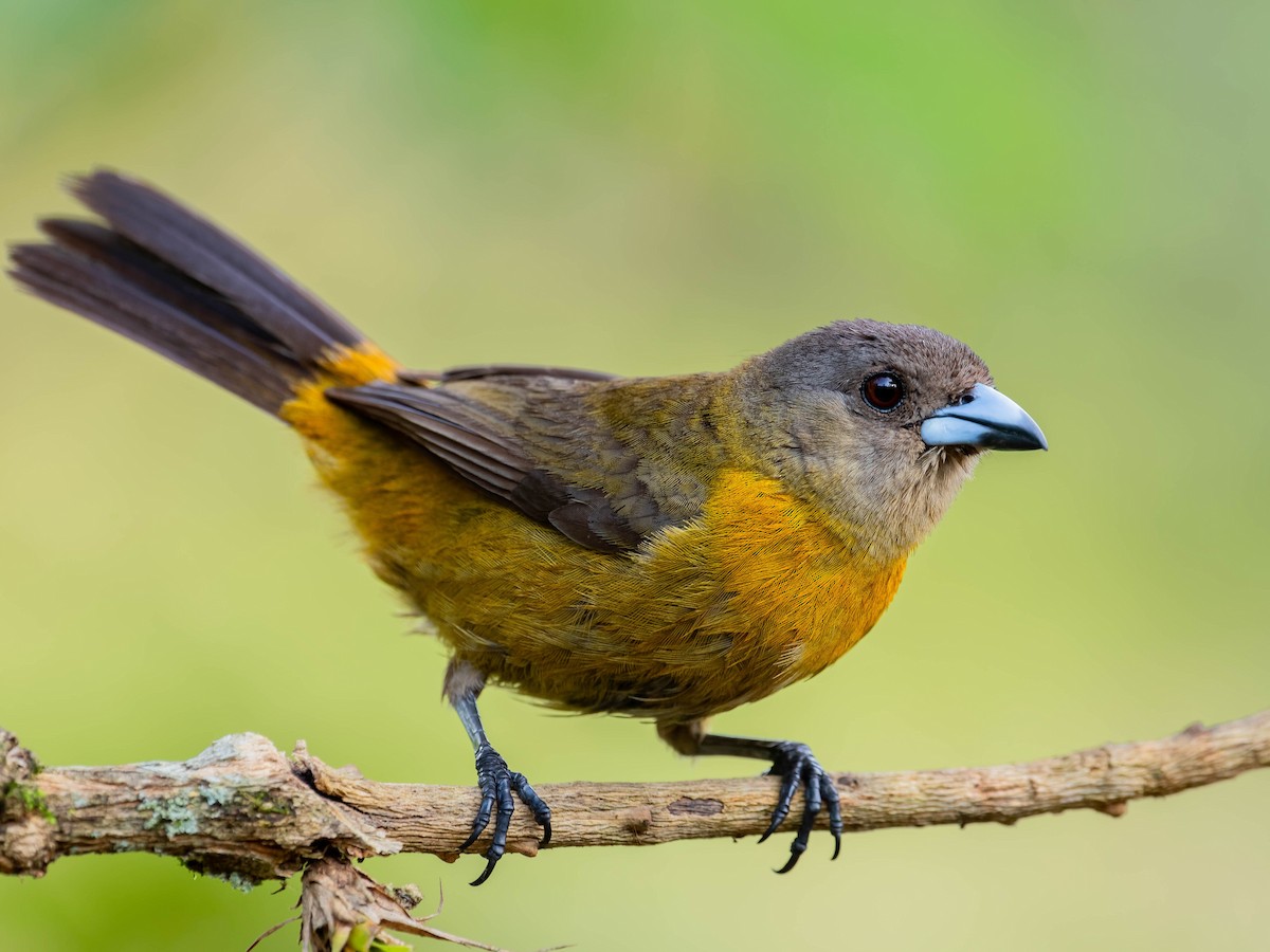 Scarlet-rumped Tanager - ML642399154