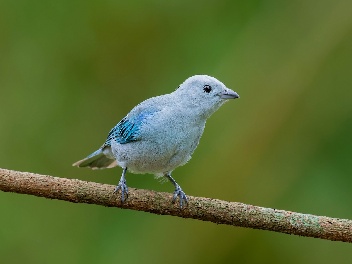 Blue-gray Tanager - ML642399160