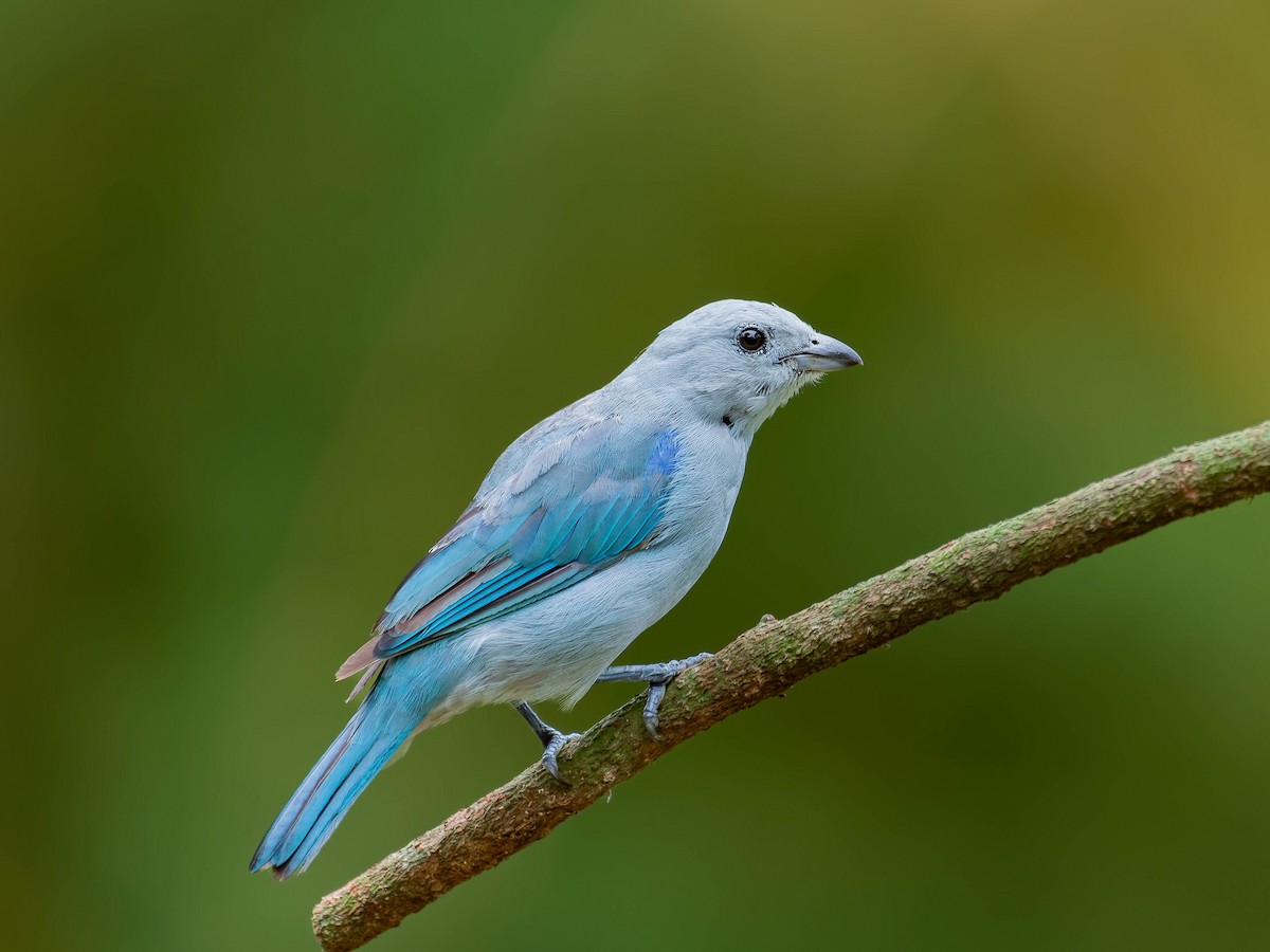 Blue-gray Tanager - ML642399161