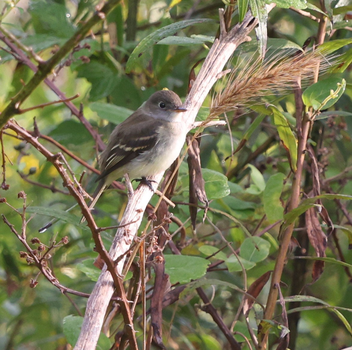 Alder/Willow Flycatcher (Traill's Flycatcher) - ML642399162