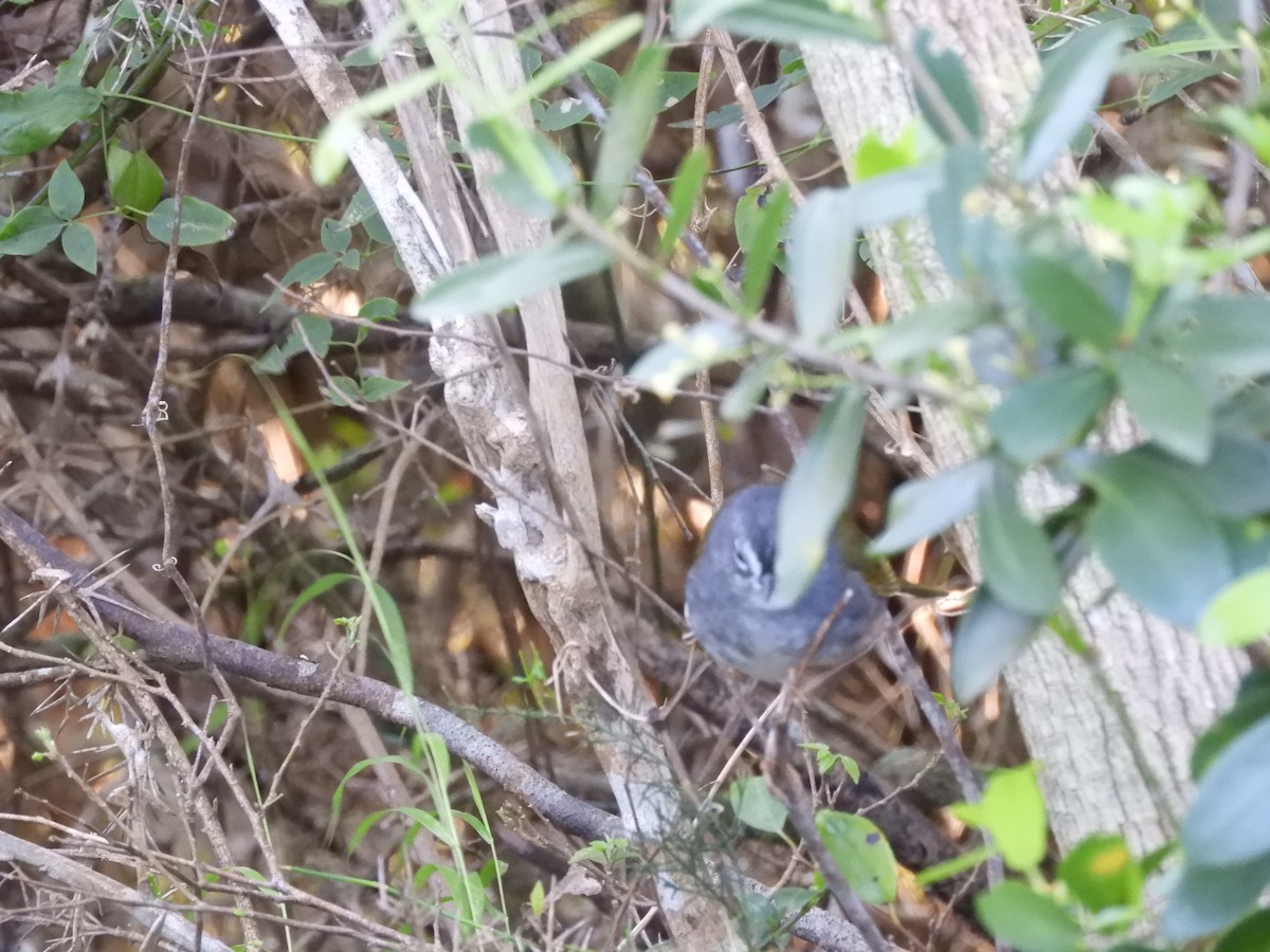 White-browed Warbler - ML642399168