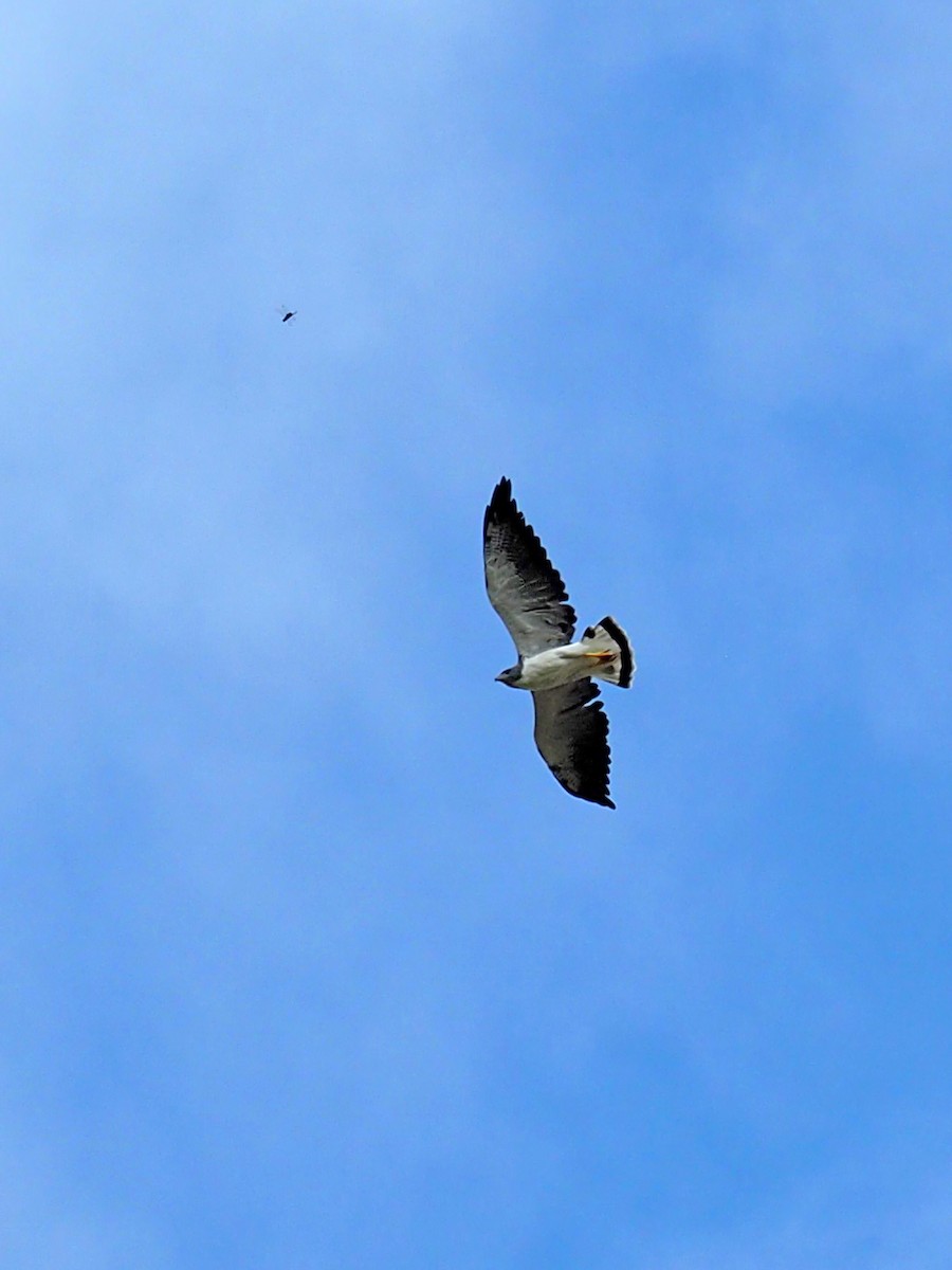 White-tailed Hawk - ML642399220
