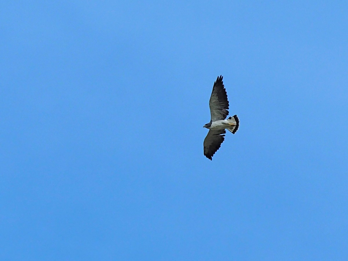 White-tailed Hawk - ML642399221