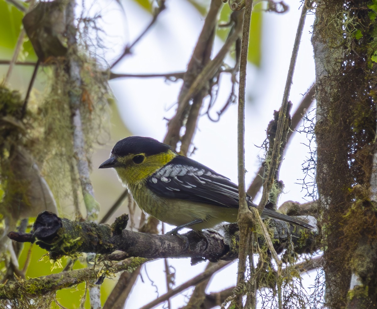 Barred Becard - ML642399226