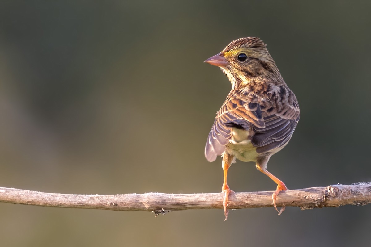 Savannah Sparrow - ML642399236