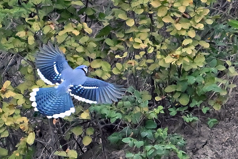 Blue Jay - ML642399243