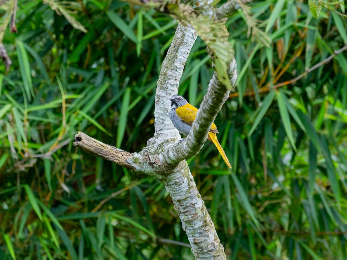 Black-headed Saltator - ML642399258