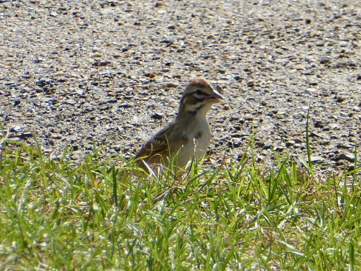 Lark Sparrow - ML642399267