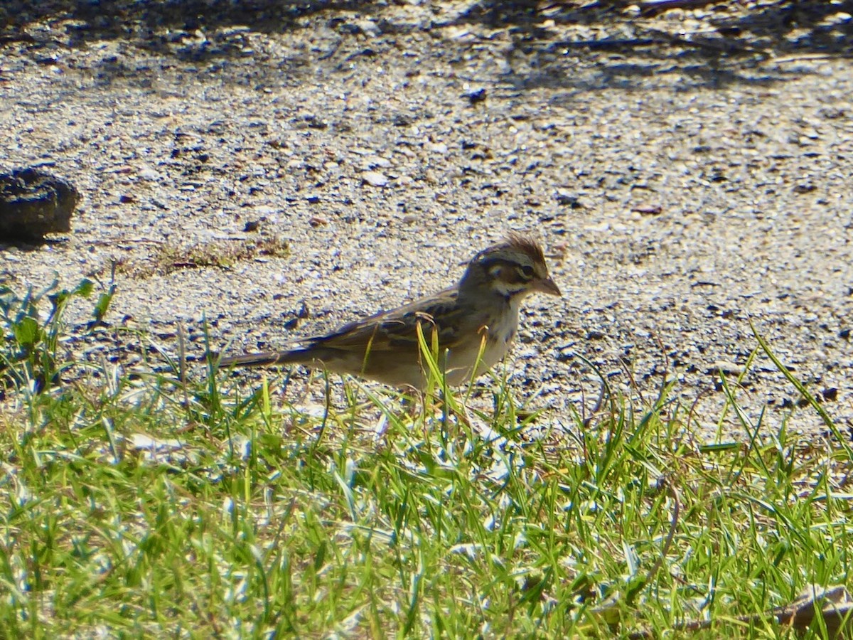 Lark Sparrow - ML642399268