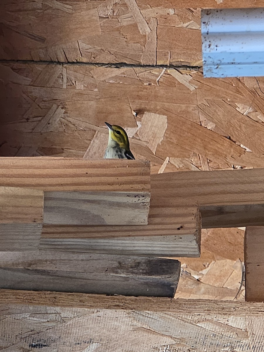 Black-throated Green Warbler - ML642399302