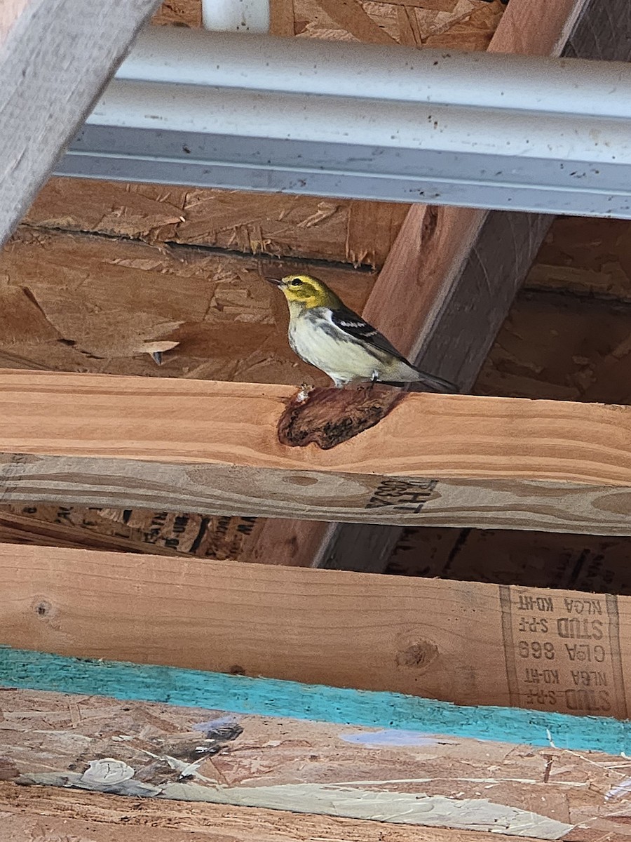 Black-throated Green Warbler - ML642399309