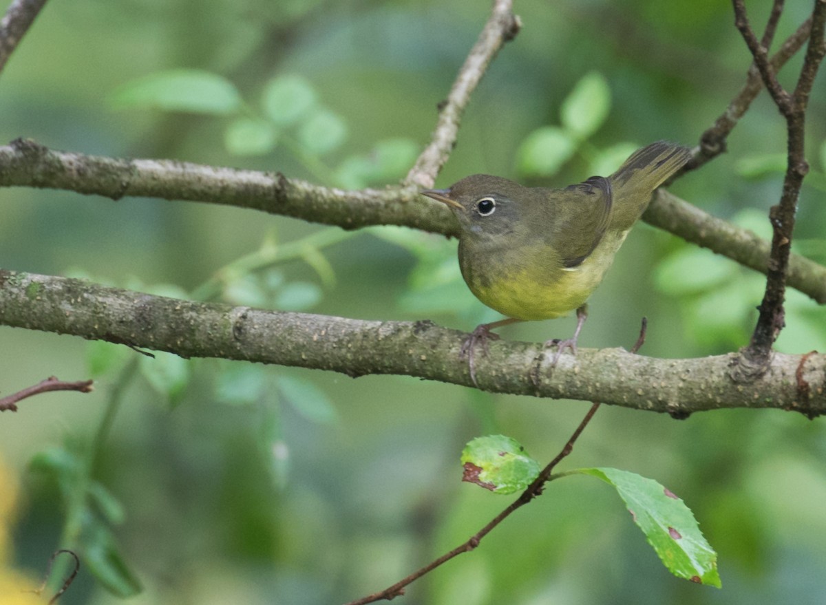 Connecticut Warbler - ML642399310