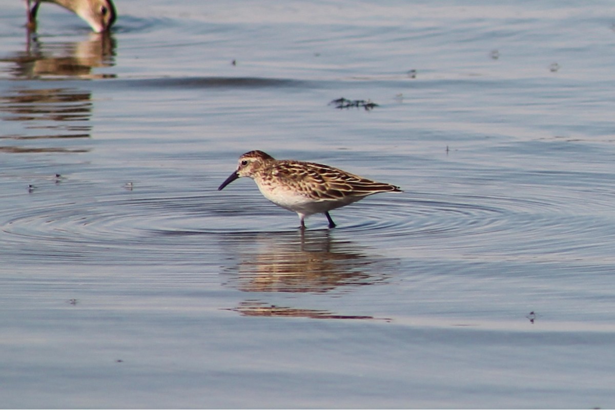 Least Sandpiper - ML642399311