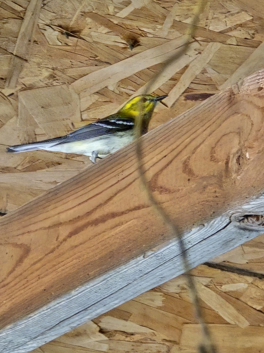 Black-throated Green Warbler - ML642399317