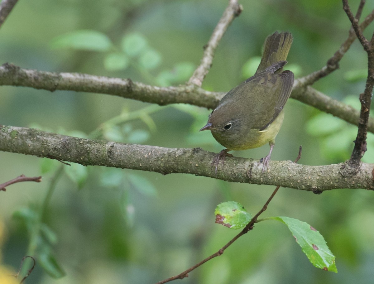 Connecticut Warbler - ML642399320