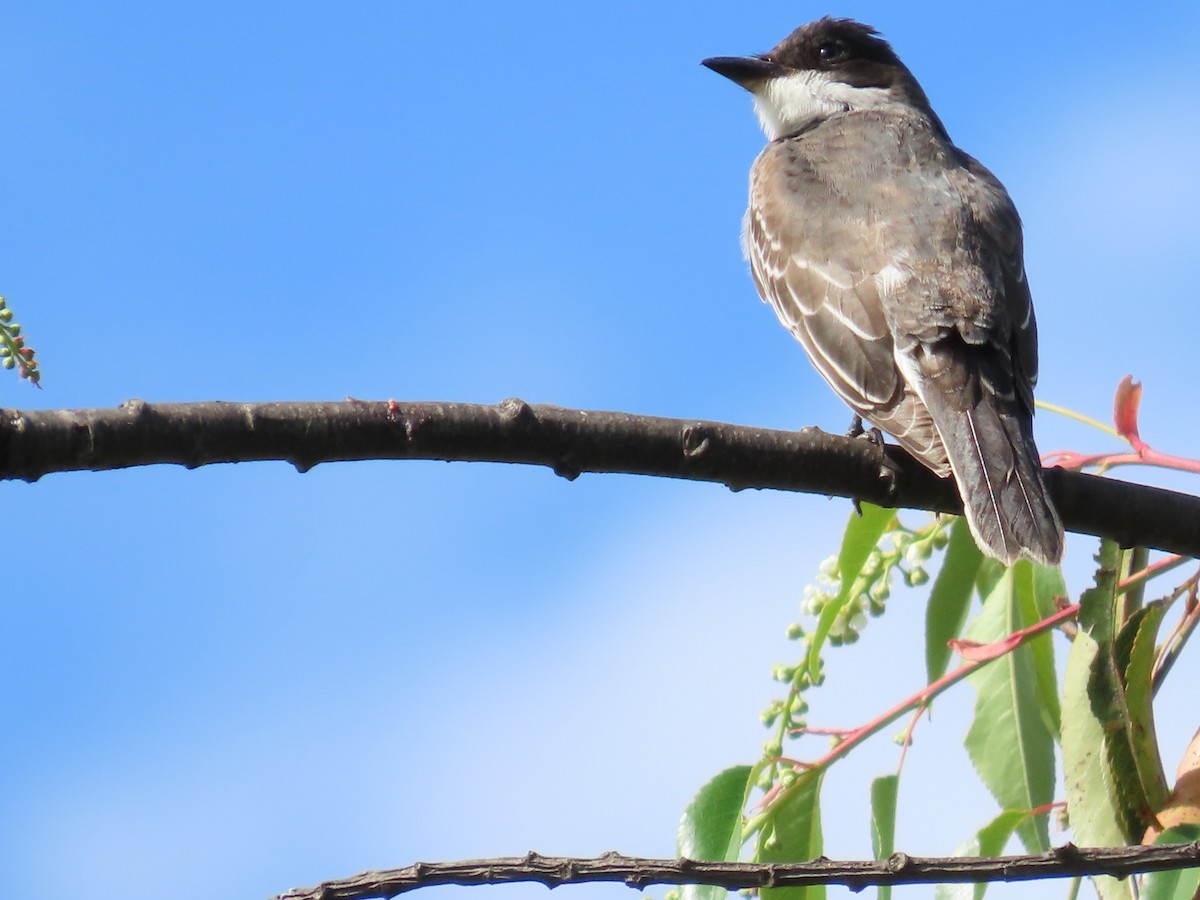 Eastern Kingbird - ML642399323