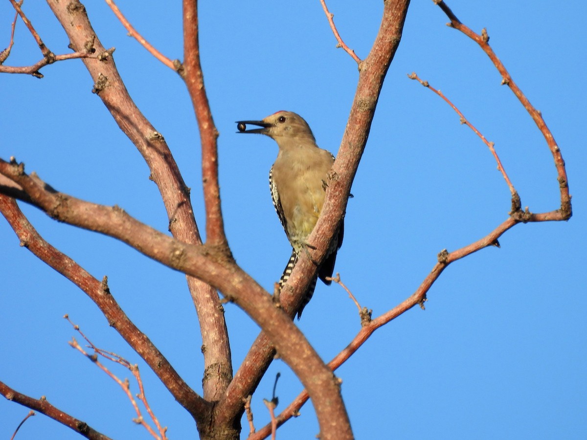 Gila Woodpecker - ML642399328