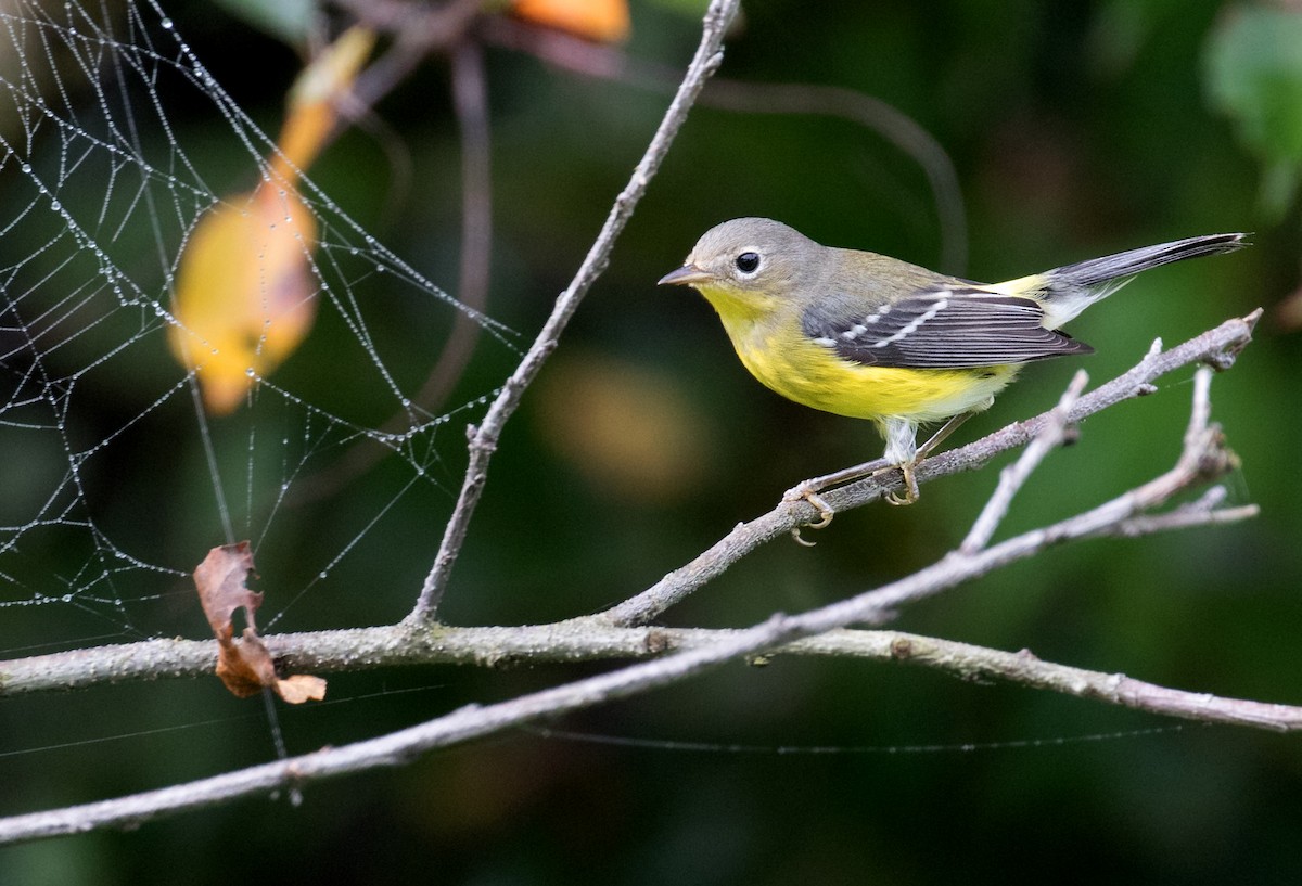 Magnolia Warbler - ML642399329