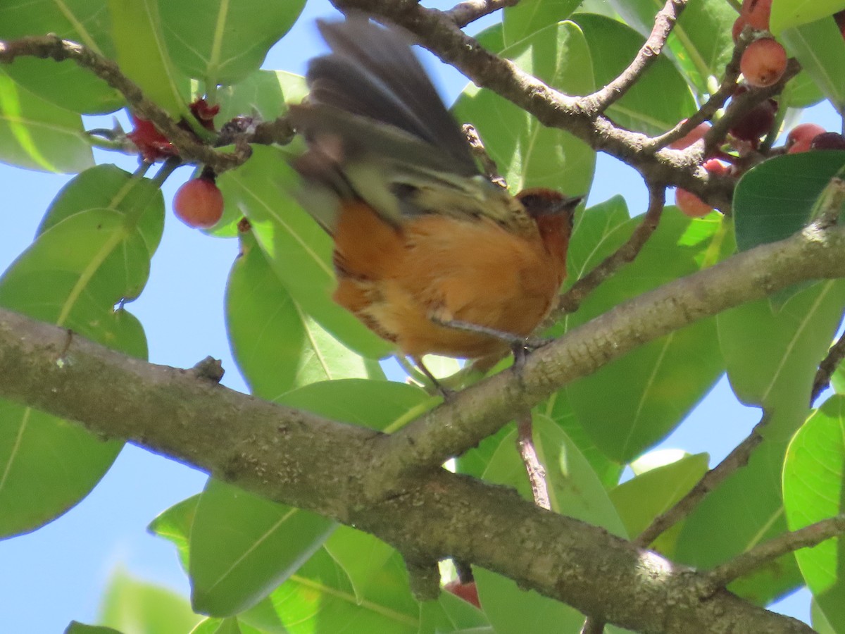 Rufous-browed Conebill - ML642399360