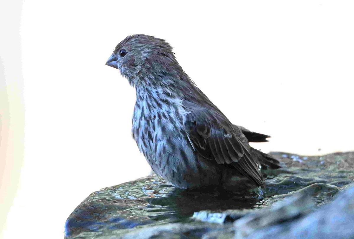 House Finch - ML642399378