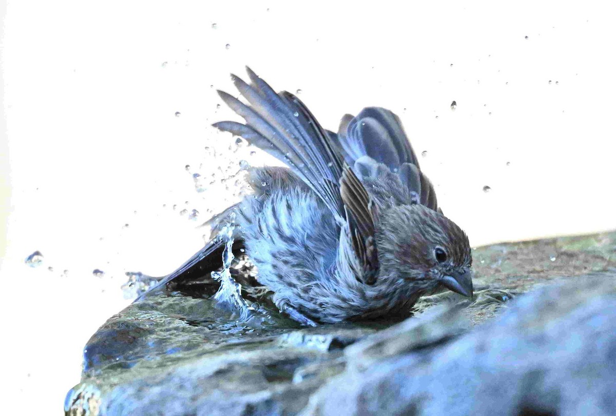 House Finch - ML642399381