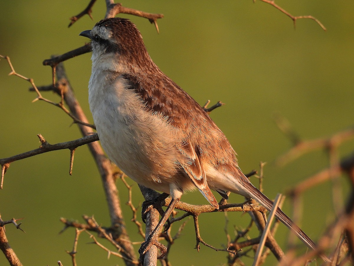 Chalk-browed Mockingbird - ML642399383