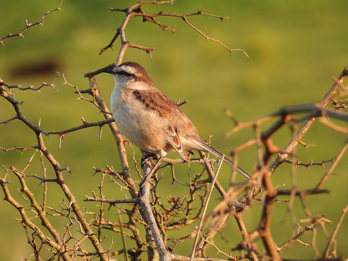 Chalk-browed Mockingbird - ML642399384