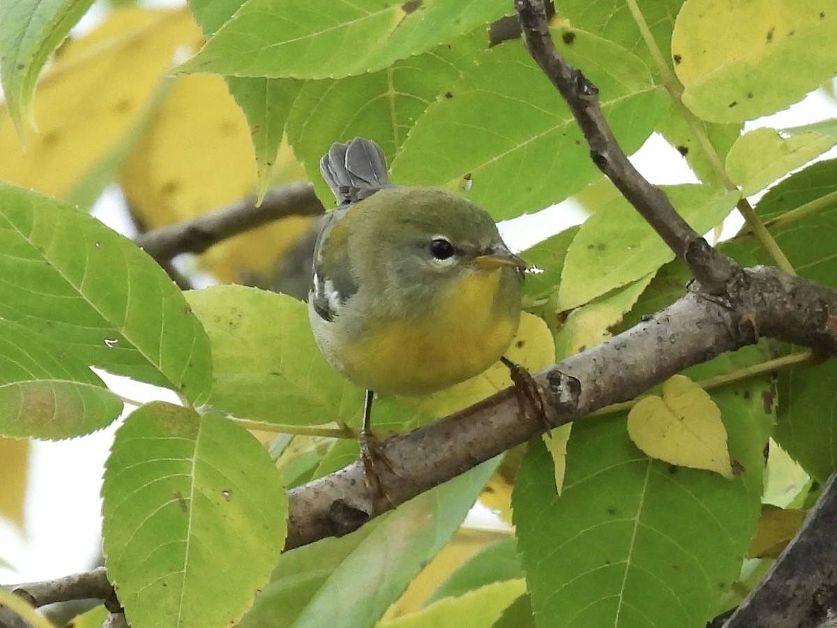 Northern Parula - ML642399388
