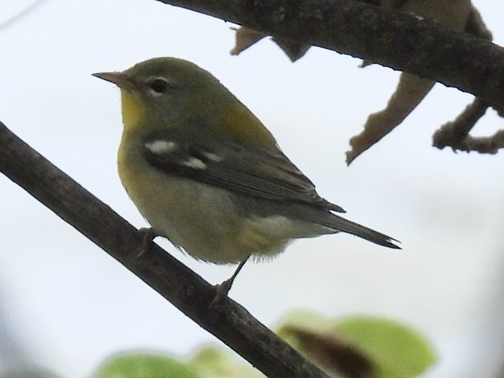Northern Parula - ML642399390