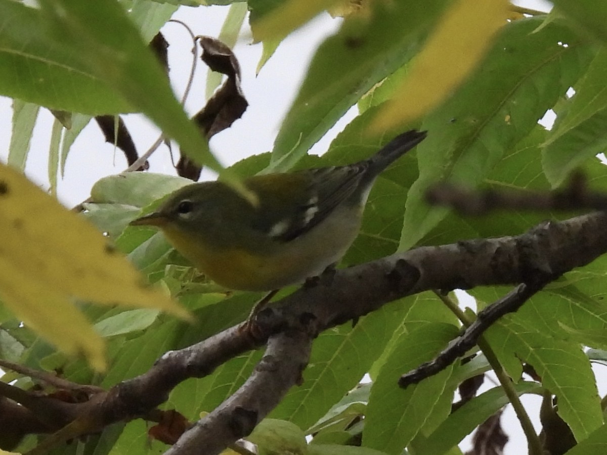 Northern Parula - ML642399391