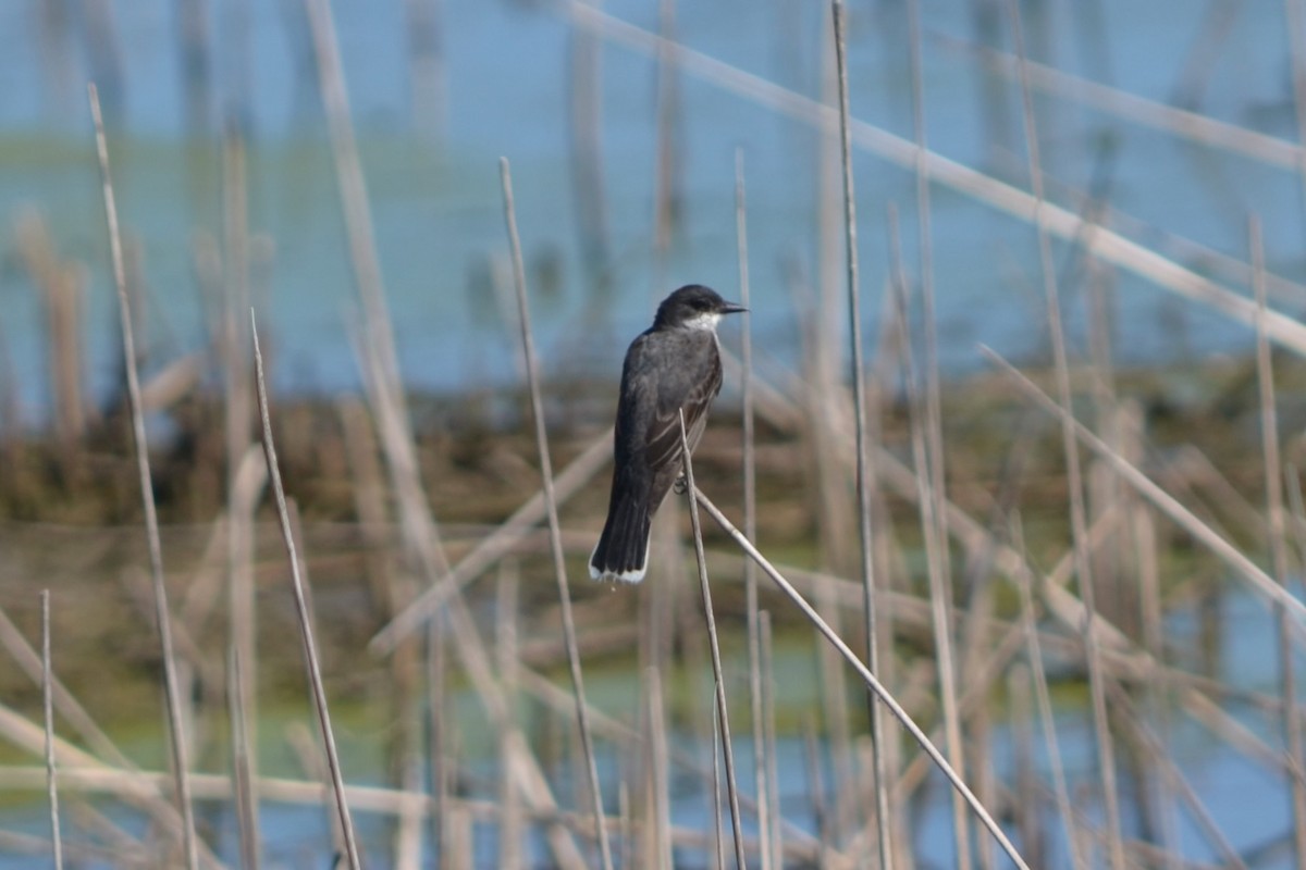 Eastern Kingbird - ML642399392