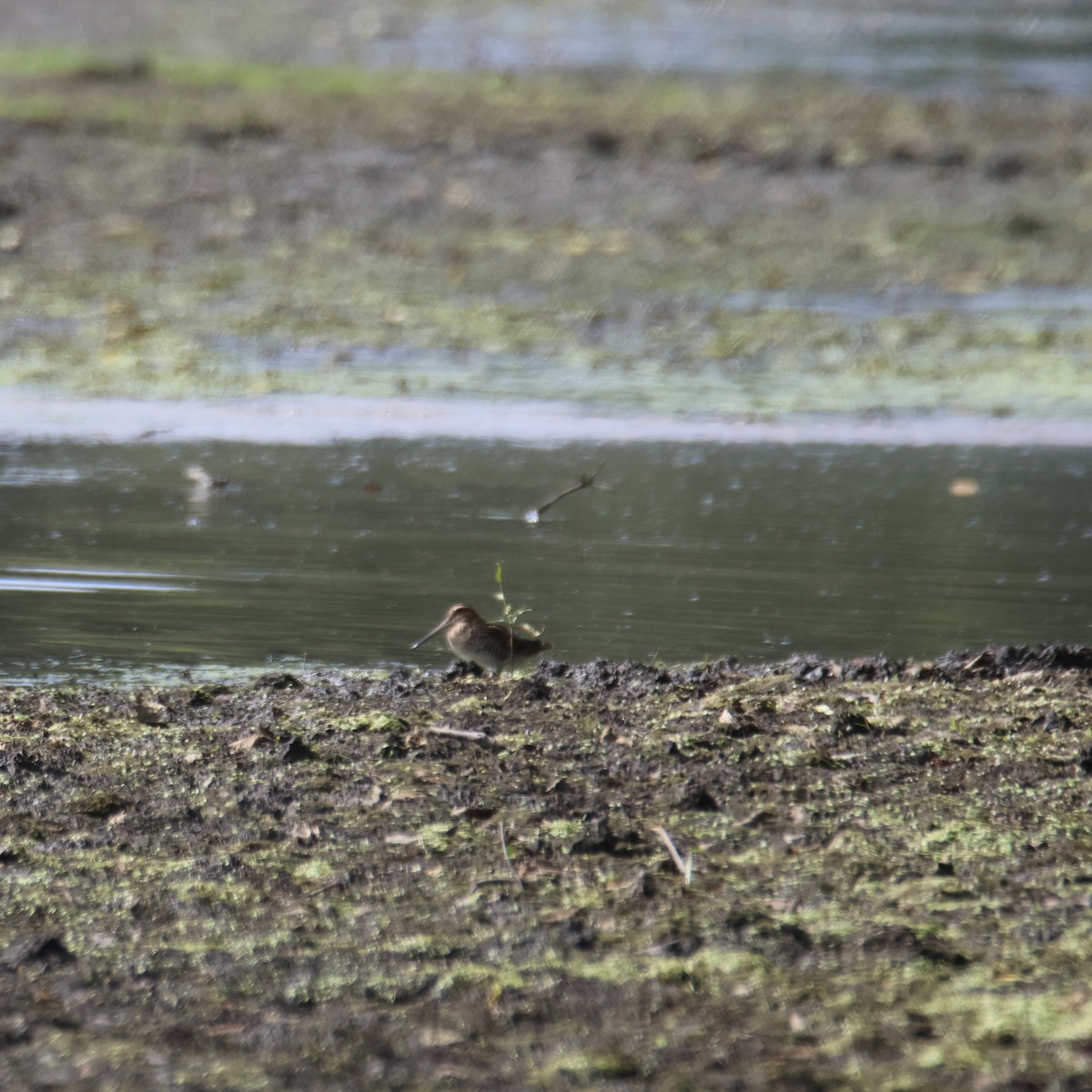 Wilson's Snipe - ML642399393