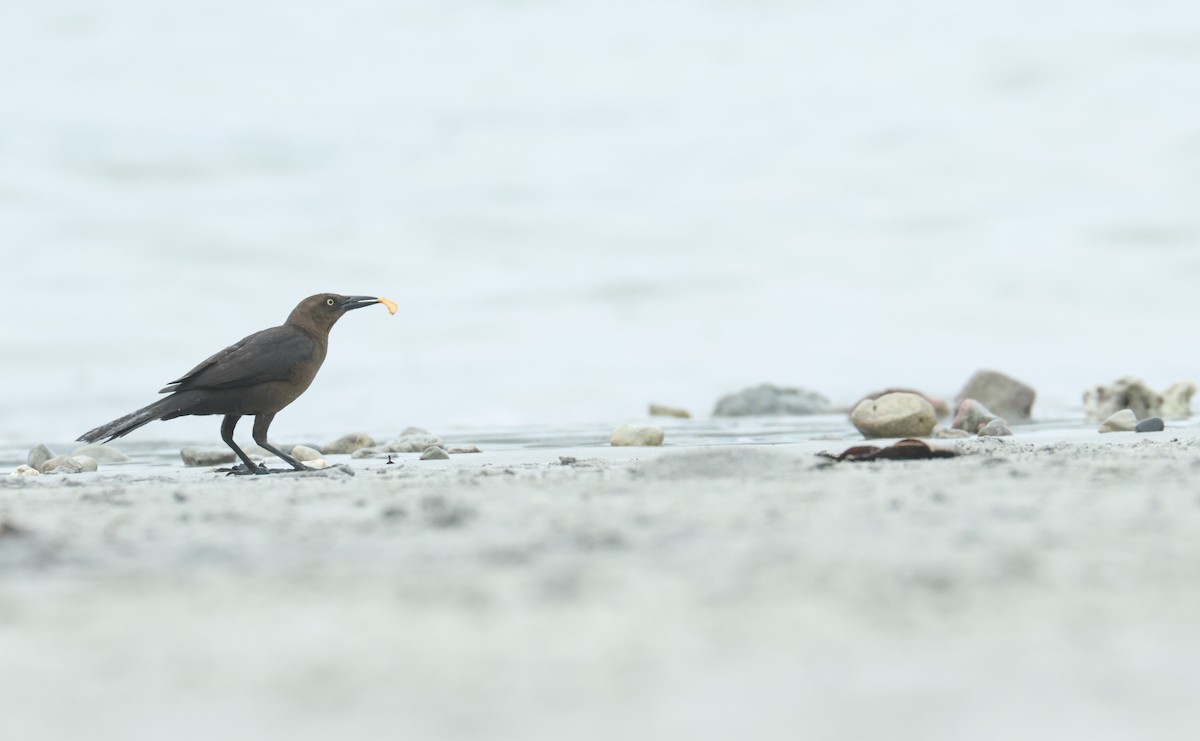 Great-tailed Grackle - ML642399395