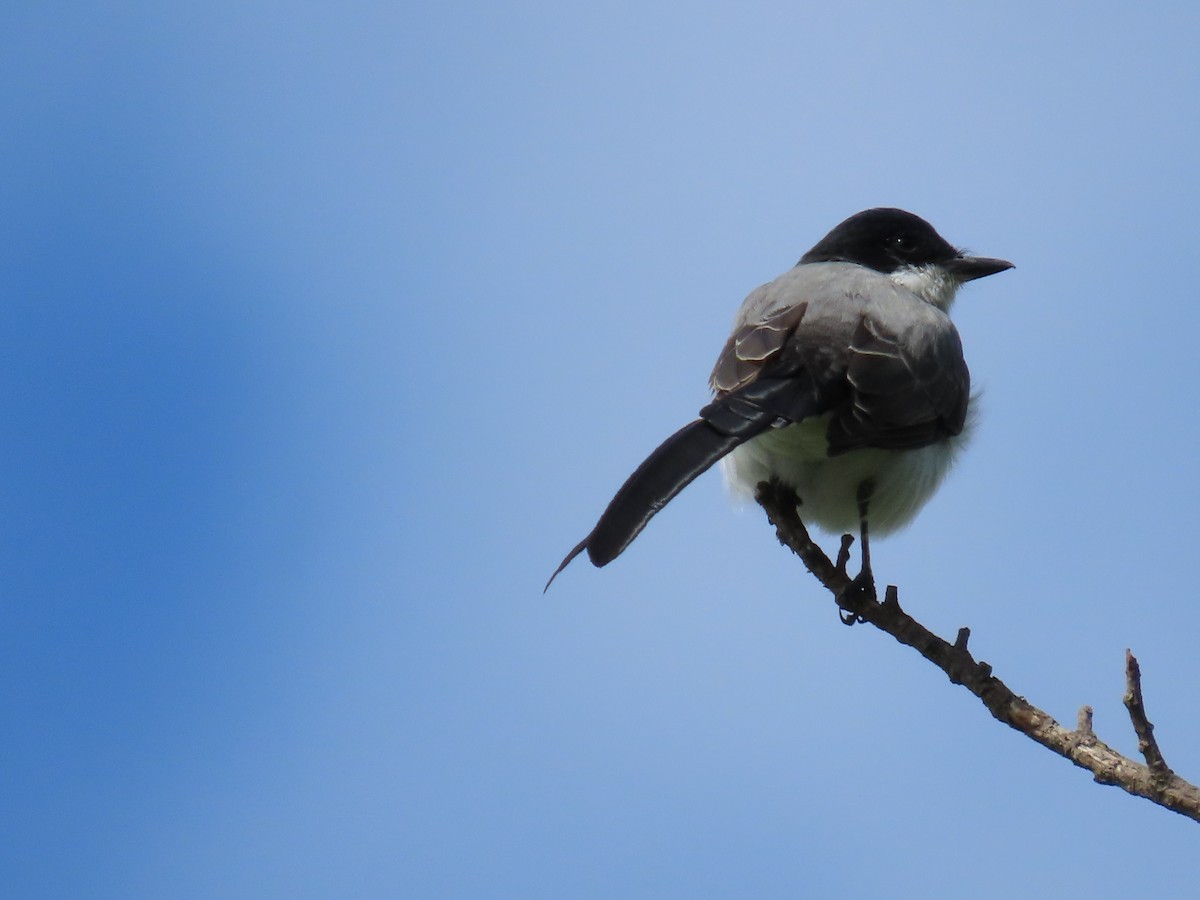 Fork-tailed Flycatcher - ML642399396