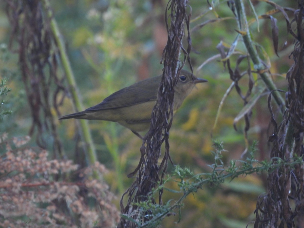 Connecticut Warbler - ML642399398